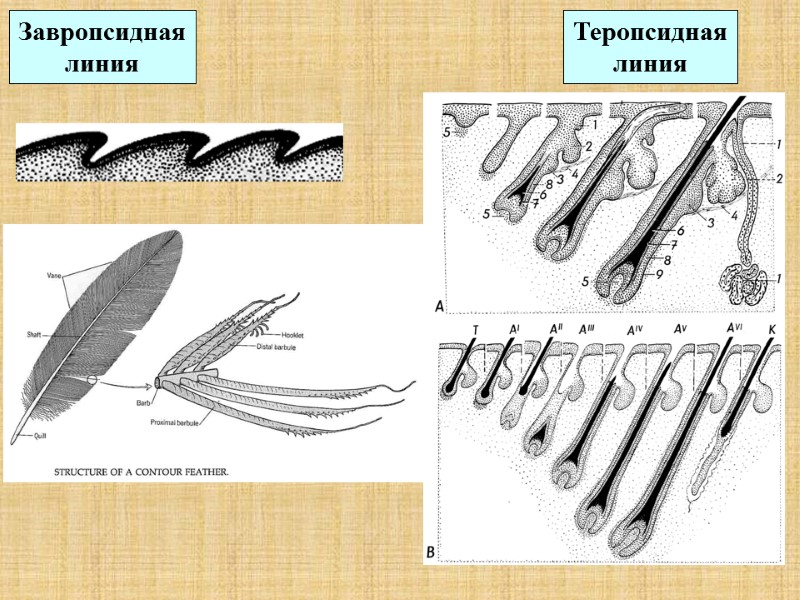 Завропсидная линия Теропсидная линия